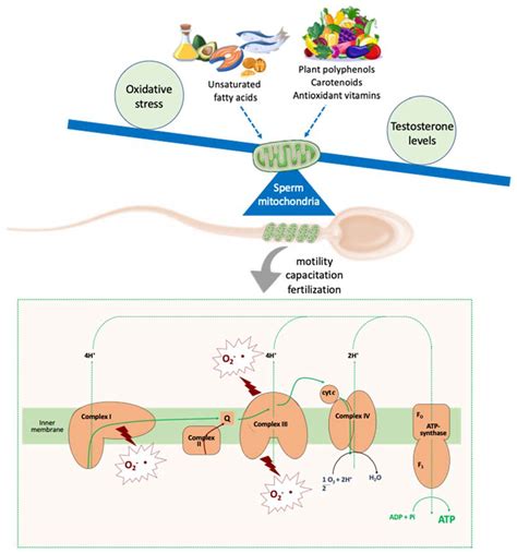 Diet and Male Fertility: The Impact of Nutrients and Antioxidants .